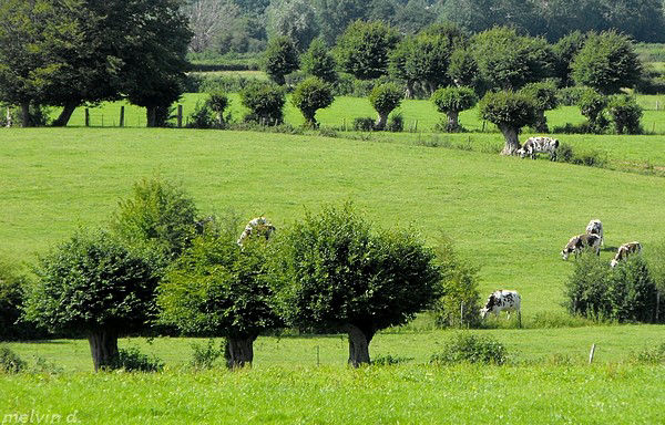 Aulnoye Aymeries Maroilles Guise